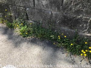 Viterbo - Erbacce in città