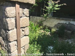 Viterbo - Erbacce in città