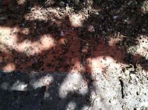 Viterbo - Sporcizia in zona Cunicchio
