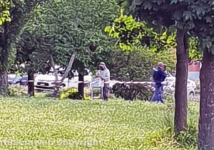 Viterbo - Nido di api nel parco della Grotticella
