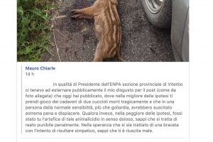 La presa di posizione del presidente dell'Enpa Viterbo, Maurizio Charlie