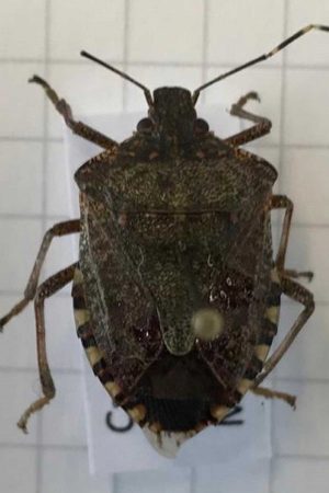 La cimice asiatica