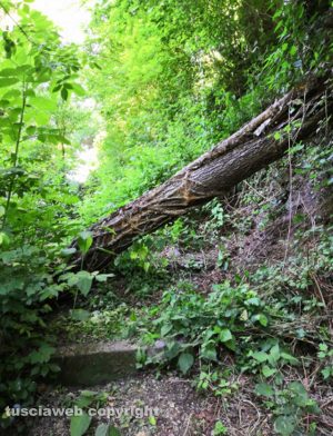 Il sentiero per le cascate all'Acquarossa 
