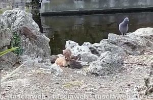 Viterbo - Topi a Pratogiardino Battisti