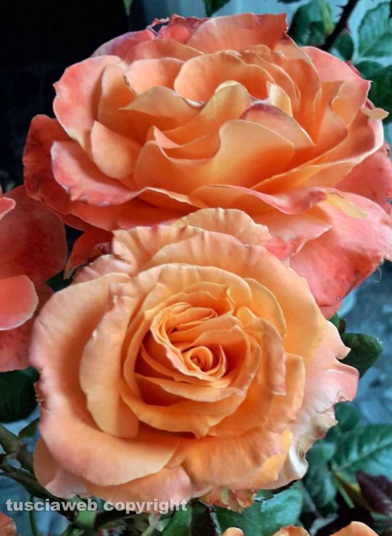 La magia delle rose 