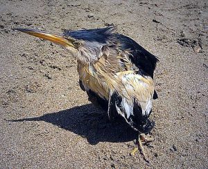 Terracina - Il tarabusino salvato