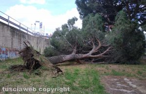 Viterbo - Cade pino in via Franco Rasetti
