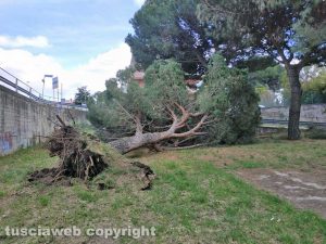Viterbo - Cade pino in via Franco Rasetti