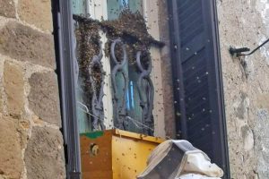 Montefiascone - Sciame di api in via Malatesta