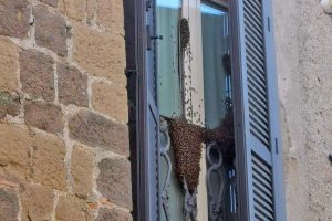 Montefiascone - Sciame di api in via Malatesta