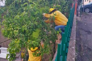 Montefiascone - L'intervento di recupero dello sciame di api in via Isonzo