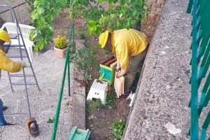 Montefiascone - L'intervento di recupero dello sciame di api in via Isonzo