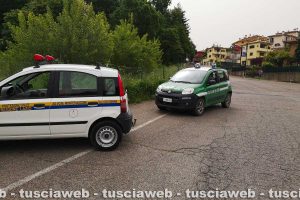 Montefiascone - Il capriolo in via Cardinal salotti - L'intervento dell'Asvom Odv e dei carabinieri forestali