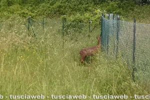 Montefiascone - Il capriolo in via Cardinal salotti