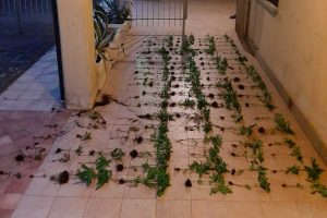 Grotte Santo Stefano - Carabinieri - Piante di marijuana