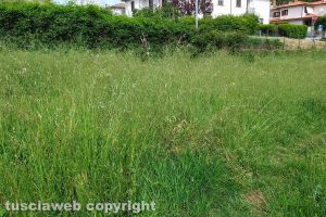 Montefiascone - L'erba alta al dog park