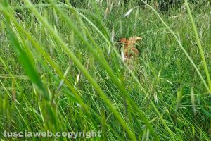 Montefiascone - L'erba alta e un cane al dog park