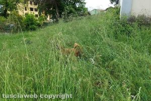Montefiascone - L'erba alta e un cane al dog park