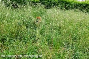 Montefiascone - L'erba alta e un cane al dog park