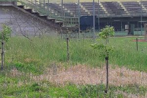 Montefiascone - Gli alberi piantati a marzo al campo da baseball