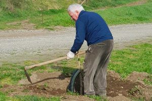 Montefiascone - La piantumazione nel mese di marzo degli alberi al campo da baseball