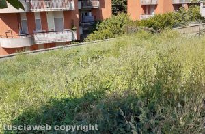 Viterbo - Erba alta e incuria in via Monte Verdi