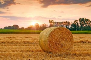 Agricoltura (foto di repertorio)
