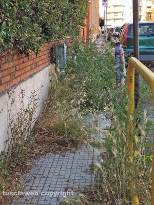 Viterbo - Erbacce e incuria in via Monte Zebio
