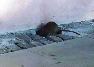Ratti nel centro storico di Montalto di Castro