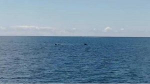 Delfini avvistati a Montalto 