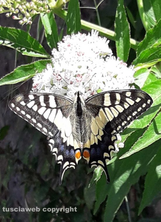Macaone su fiore di sambuco