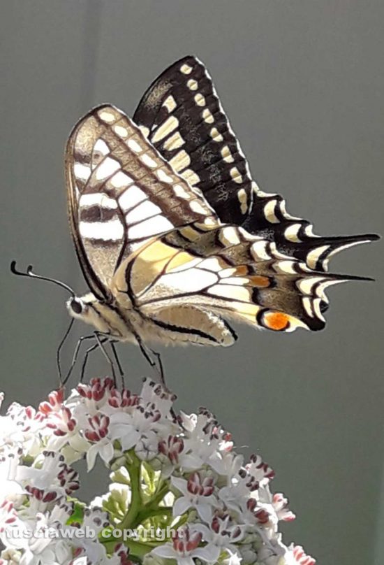 Macaone su fiore di sambuco