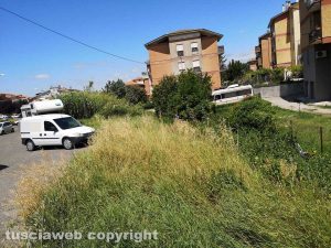 Viterbo - Erbacce in via Puccini
