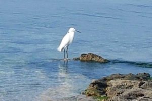 Civitavecchia - La Frasca