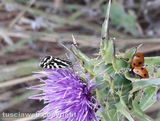 Farfalla e coccinelle su fiore di cardo