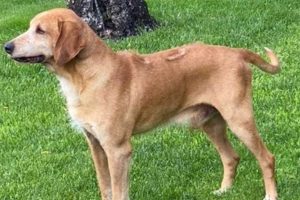 Sutri - Il cane trovato