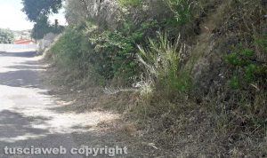 Bagnaia - Taglio dell'erba in zona Pian di Quercia