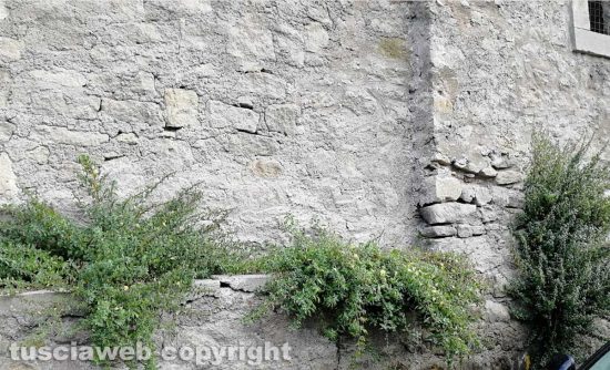 Viterbo - Ex scuderie Sallupara - La erbacce
