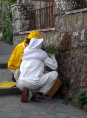 Montefiascone - Lo sciame di api nella stradina tra via Indipendenza e il piazzale della cripta di Santa Lucia - L'intervento dell'apicoltore