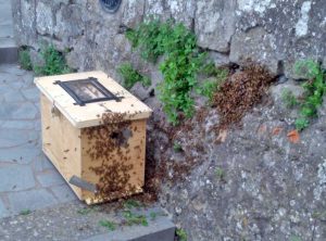 Montefiascone - Lo sciame di api nella stradina tra via Indipendenza e il piazzale della cripta di Santa Lucia