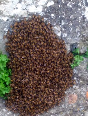 Montefiascone - Lo sciame di api nella stradina tra via Indipendenza e il piazzale della cripta di Santa Lucia