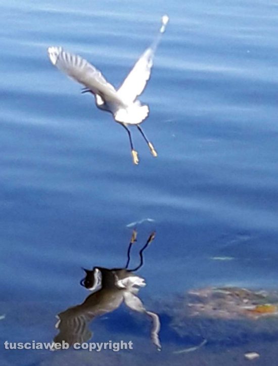 Immagine riflessa di airone sul lago...