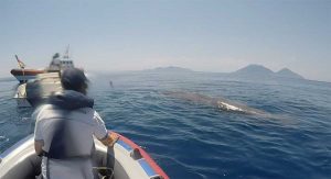 Filicudi - Capodoglio intrappolato con la coda in una rete da pesca illegale
