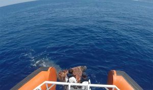 Filicudi - Capodoglio intrappolato con la coda in una rete da pesca illegale