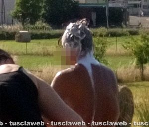 Viterbo - Si fa lo shampoo alle piscine Carletti