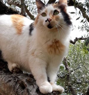 La gattina smarrita 