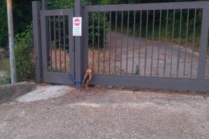 Montefiascone - Capriolo rimane incastrato in un cancello in via Cardinal Salotti