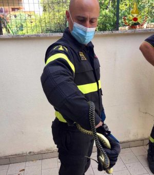 Santa Marinella - Vigili del fuoco recuperano serpente