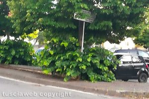Viterbo - Le piante in via Belluno