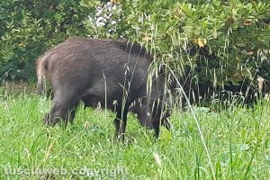 Viterbo - Cinghiali nel giardino di via Monte Cervino